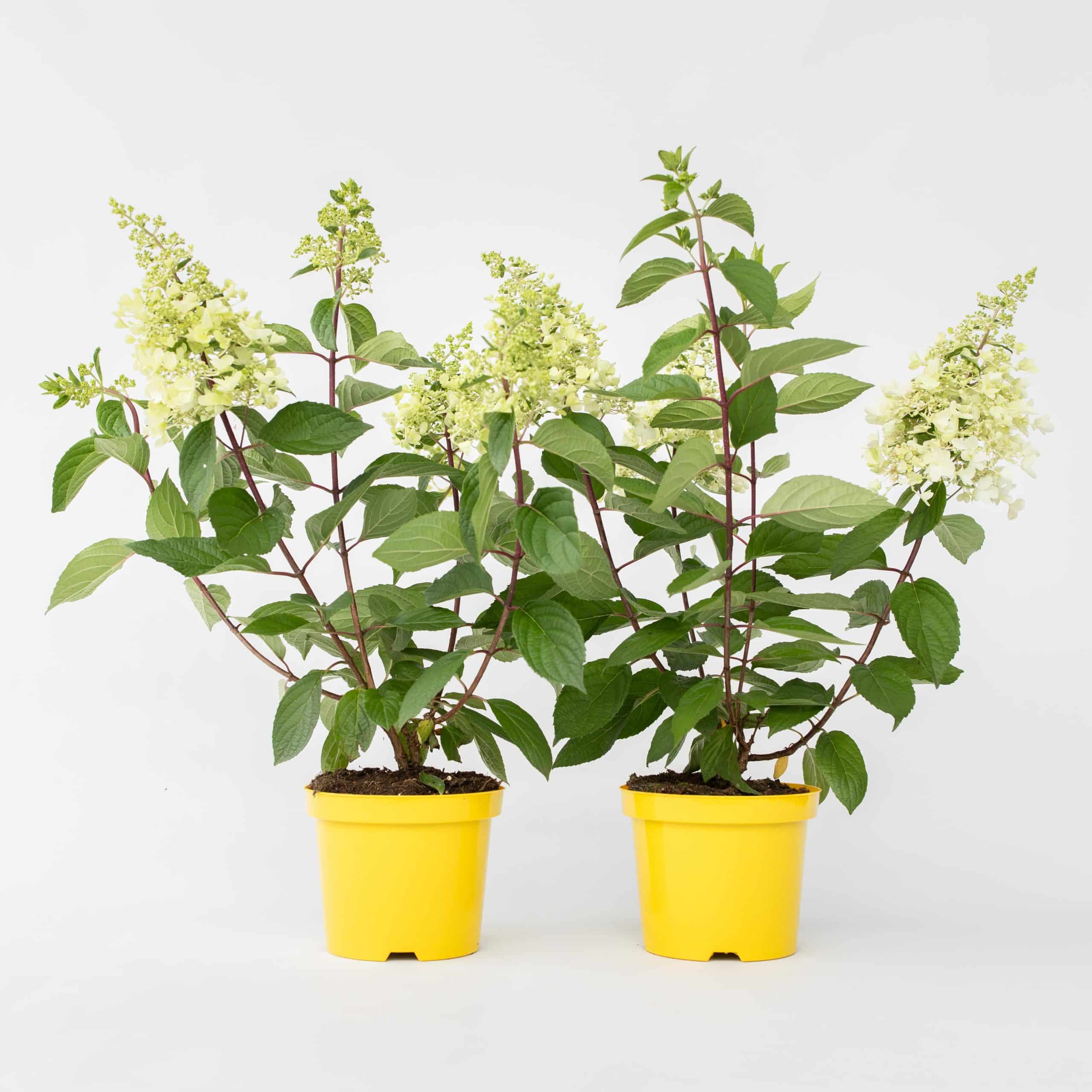 Plant in a Box - Hortensie - 2 Stk - Hydrangea paniculata 'Candlelight' - Höhe 25-40cm - Topf 19cm