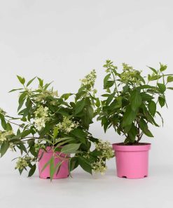 Plant in a Box - Hortensie - 2 Stk - Hydrangea paniculata 'Confetti' - Höhe 25-40cm - Topf 19cm