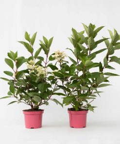 Plant in a Box - Hortensie - 2 Stk - Hydrangea paniculata 'Early Harry' - Höhe 25-40cm - Topf 19cm