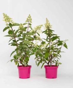 Plant in a Box - Hortensie - 2 Stk - Hydrangea paniculata 'Pinky Winky' - Höhe 25-40cm - Topf 19cm