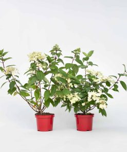 Plant in a Box - Hortensie - 2 Stk - Hydrangea paniculata 'Wim's Red' - Höhe 25-40cm - Topf 19cm
