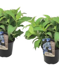 Plant in a Box - Hortensie - 2 Stk - Hydrangea serrata 'Summerglow' - Höhe 25-40cm - Topf 19cm
