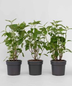 Plant in a Box - Hortensie - 3 Stk - Hydrangea 'Strong Annabelle' - Höhe 30-40cm - Topf 19cm
