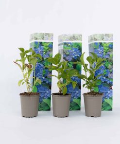 Plant in a Box - Hortensie - 3 Stk - Hydrangea macrophylla 'Early Blue' - Höhe 25-40cm - Topf 9cm