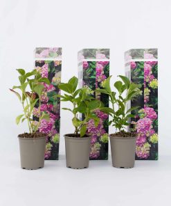 Plant in a Box - Hortensie - 3 Stk - Hydrangea macrophylla 'Early Pink' - Höhe 25-40cm - Topf 9cm