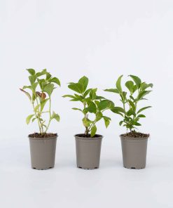 Plant in a Box - Hortensie - 3 Stk - Hydrangea macrophylla 'Wudu' - Höhe 25-40cm - Topf 9cm