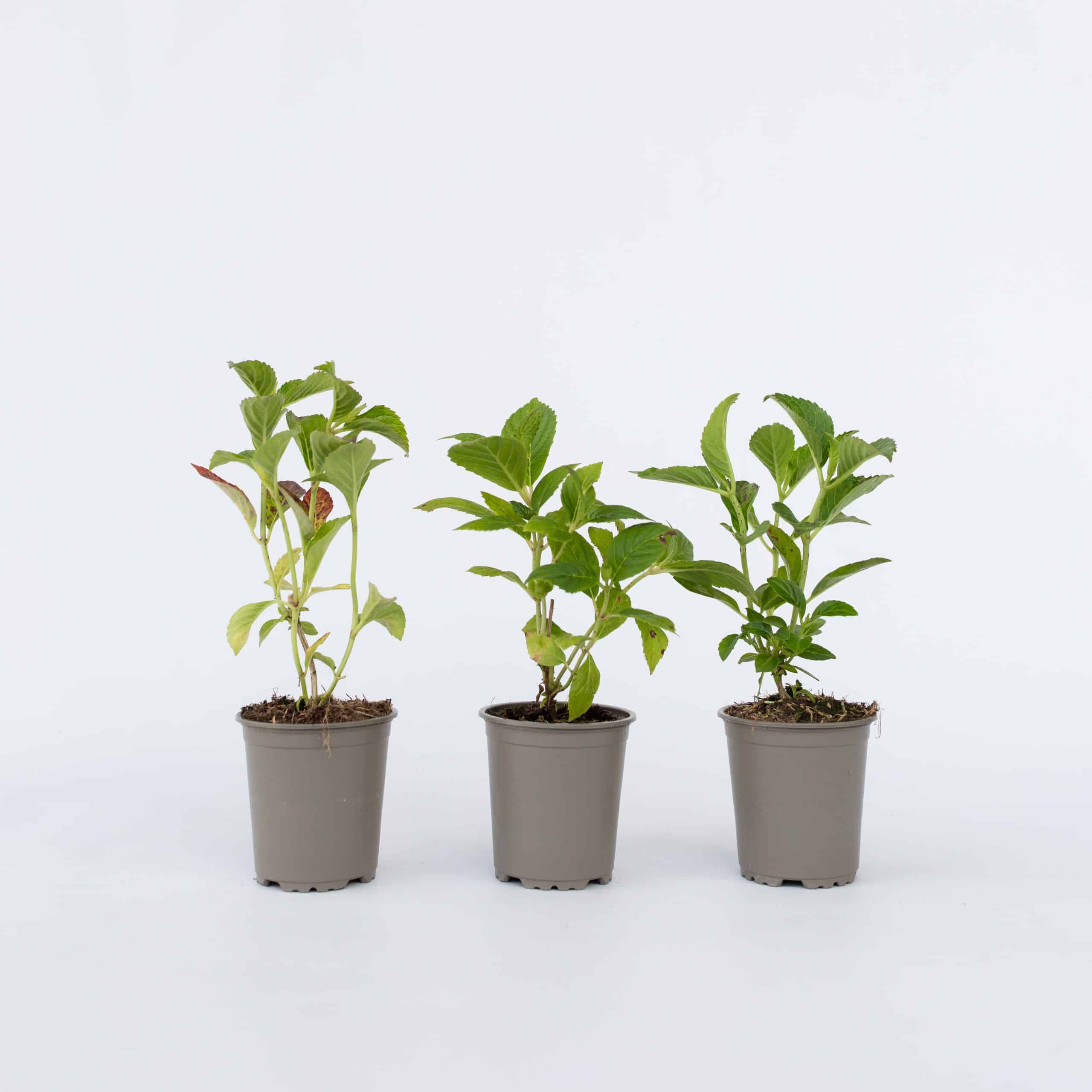 Plant in a Box - Hortensie - 3 Stk - Hydrangea macrophylla 'Wudu' - Höhe 25-40cm - Topf 9cm