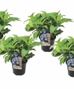 Plant in a Box - Hortensie - 4 Stk - Hydrangea serrata 'Summerglow' - Höhe 25-40cm - Topf 19cm