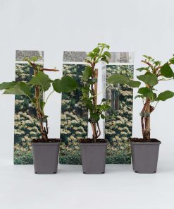 Plant in a Box - Hortensie - 6 Stk - Hydrangea anomale petiolaris - Höhe 25-40cm - Topf 9cm