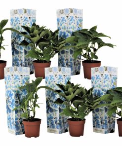 Plant in a Box - Hortensie - 6 Stk - Hydrangea macrophylla 'Bavaria' - Höhe 25-40cm - Topf 9cm