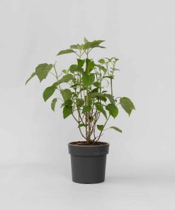 Plant in a Box - Hortensie - Hydrangea 'Strong Annabelle' - Höhe 30-40cm - Topf 19cm