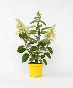 Plant in a Box - Hortensie - Hydrangea paniculata 'Candlelight' - Höhe 25-40cm - Topf 19cm