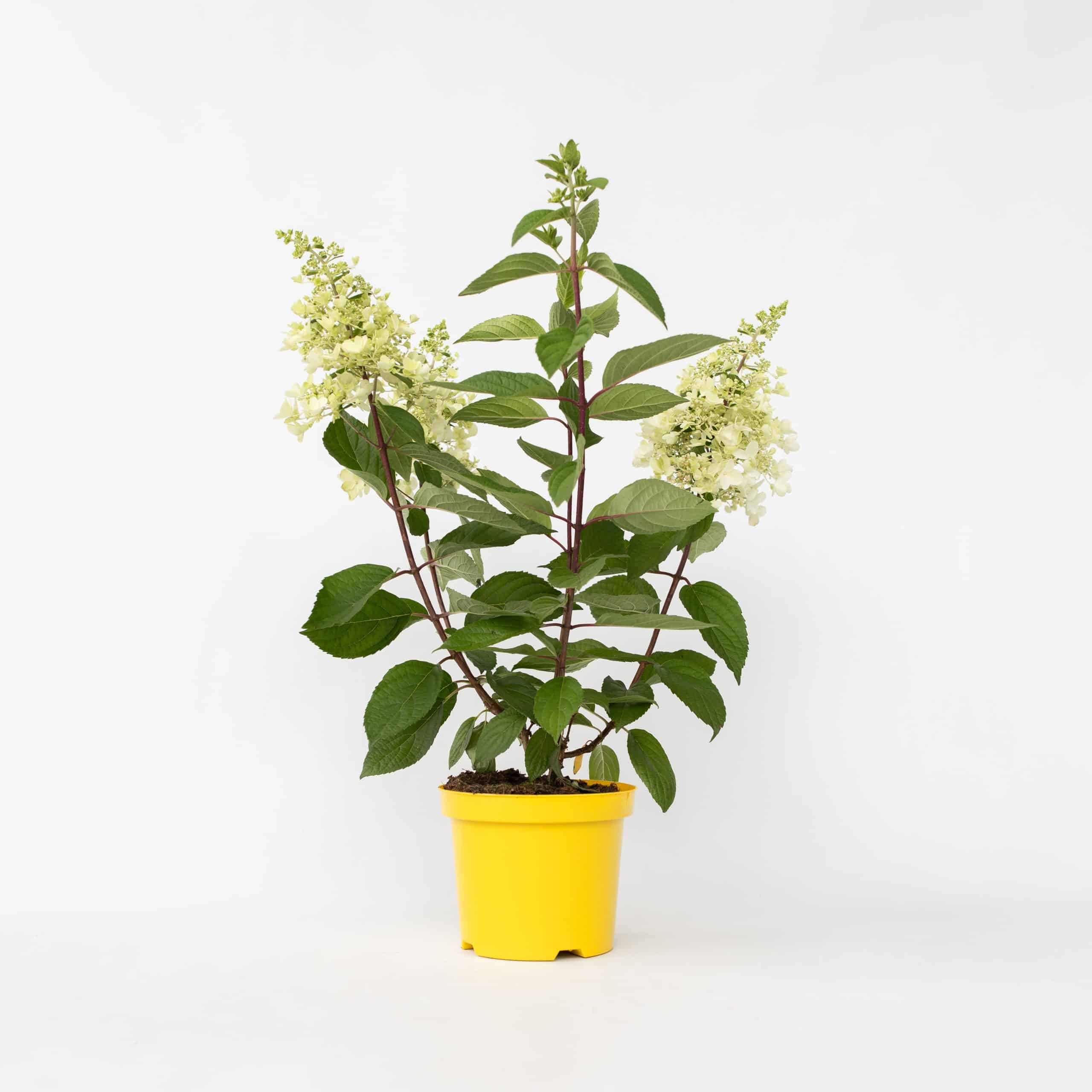 Plant in a Box - Hortensie - Hydrangea paniculata 'Candlelight' - Höhe 25-40cm - Topf 19cm