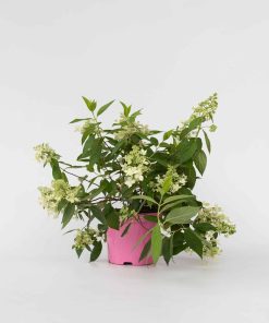 Plant in a Box - Hortensie - Hydrangea paniculata 'Confetti' - Höhe 25-40cm - Topf 19cm