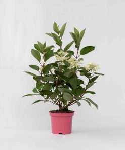 Plant in a Box - Hortensie - Hydrangea paniculata 'Early Harry' - Höhe 25-40cm - Topf 19cm