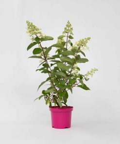 Plant in a Box - Hortensie - Hydrangea paniculata 'Pinky Winky' - Höhe 25-40cm - Topf 19cm