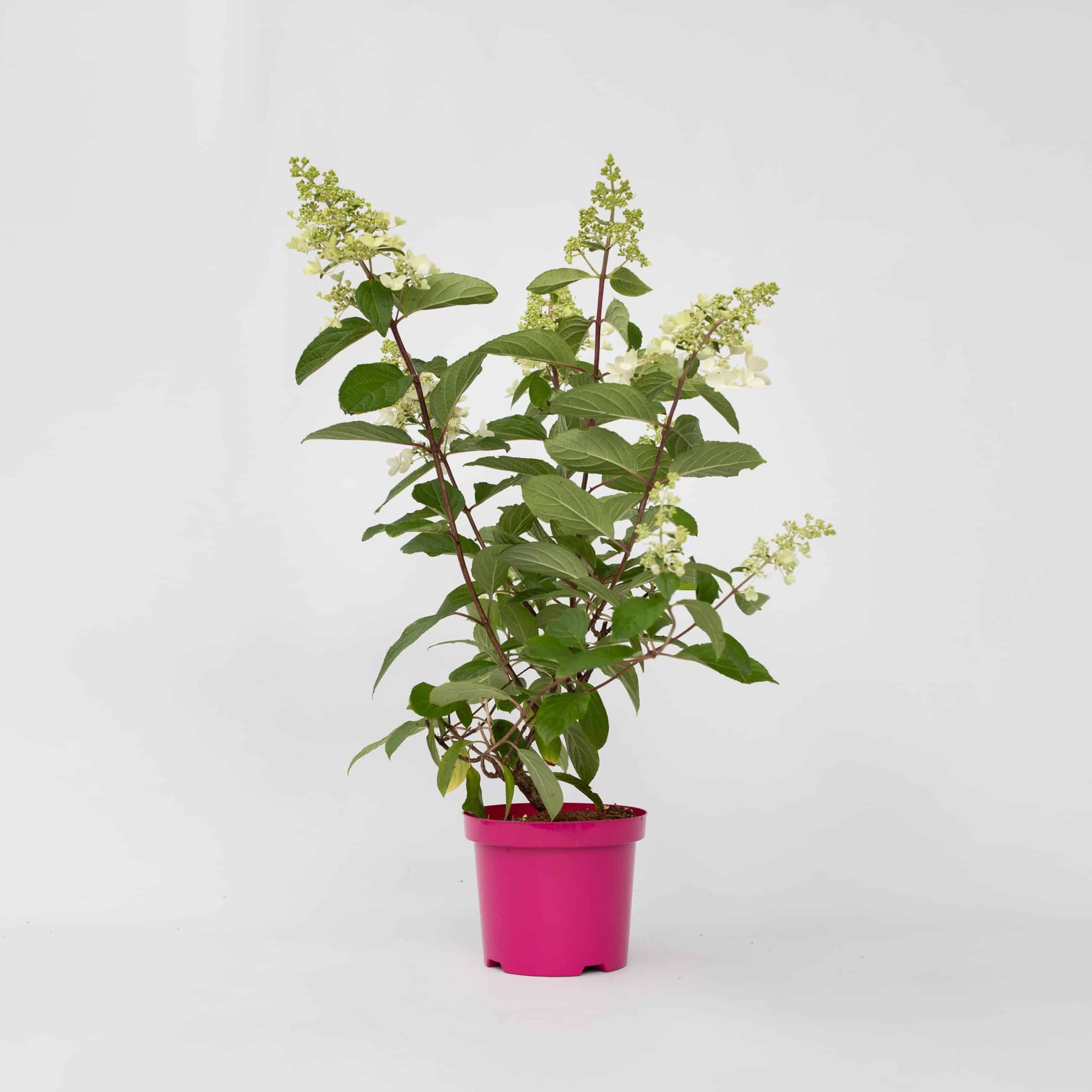 Plant in a Box - Hortensie - Hydrangea paniculata 'Pinky Winky' - Höhe 25-40cm - Topf 19cm