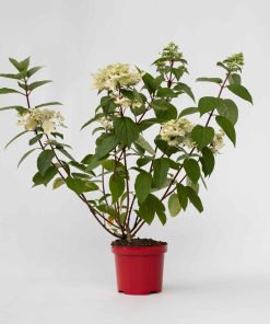Plant in a Box - Hortensie - Hydrangea paniculata 'Wim's Red' - Höhe 25-40cm - Topf 19cm