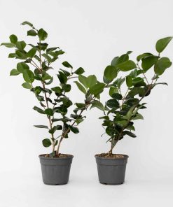 Plant in a Box - Japanische Rose - 2 Stk - Camellia japonica 'Bonomiana' - Höhe 50-60cm - Topf 15cm