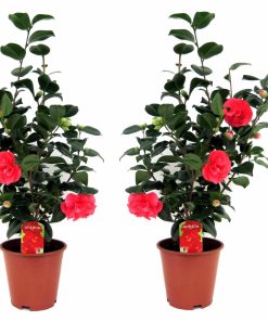 Plant in a Box - Japanische Rose - 2 Stk - Camellia japonica Lady Campbell - Höhe 60-70cm - Topf 19cm