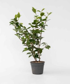 Plant in a Box - Japanische Rose - Camellia japonica 'Brush Field' - Höhe 50-60cm - Topf 15cm