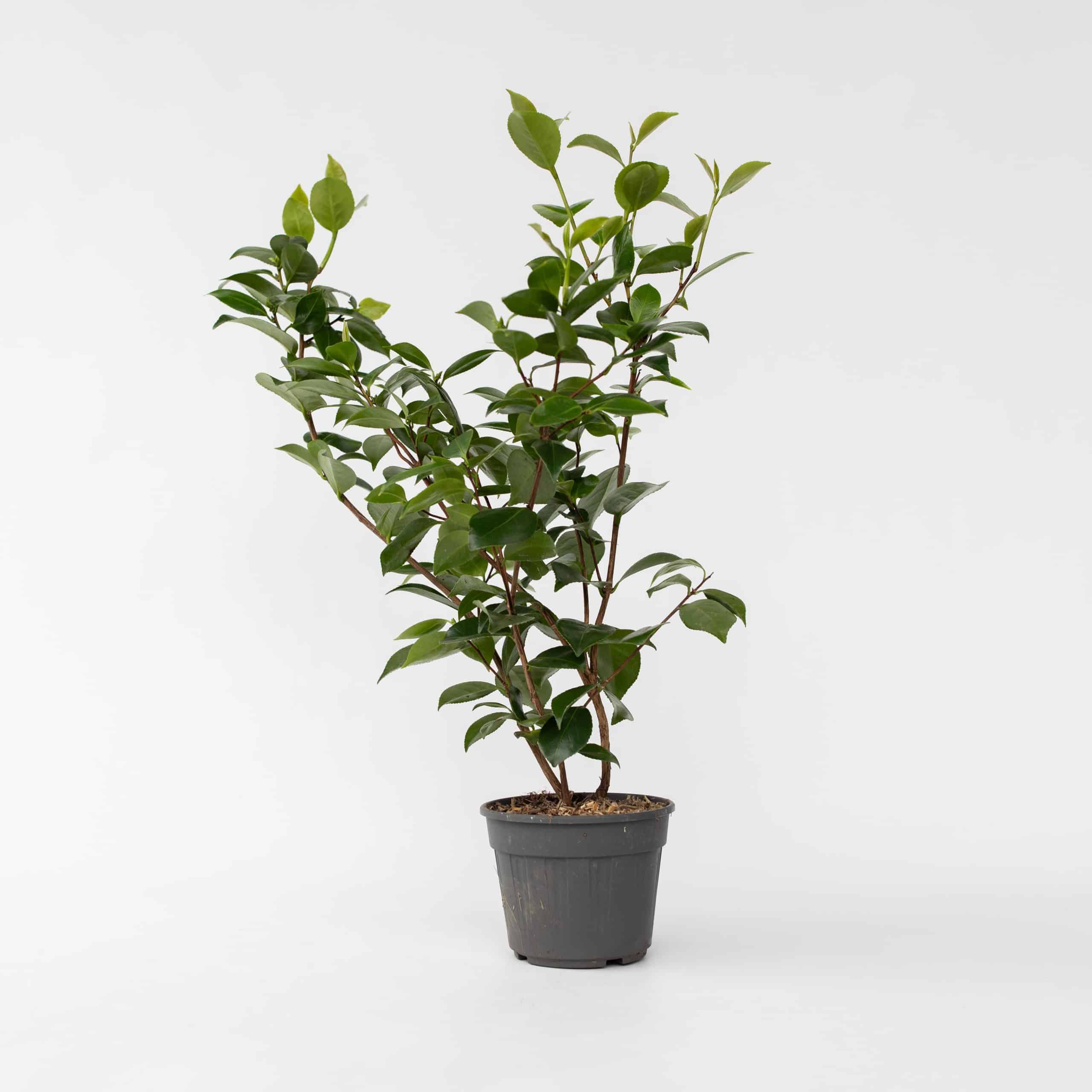 Plant in a Box - Japanische Rose - Camellia japonica 'Brush Field' - Höhe 50-60cm - Topf 15cm