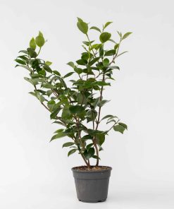 Plant in a Box - Japanische Rose - Camellia japonica 'Lady Campbell' - Höhe 50-60cm - Topf 15cm