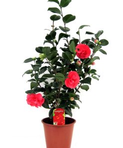 Plant in a Box - Japanische Rose - Camellia japonica 'Lady Campbell' - Höhe 60-70cm - Topf 19cm