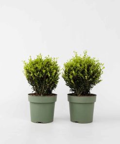 Plant in a Box - Japanische Stechpalme - 2 Stk - Ilex crenata 'Jenny' - Höhe 30-40cm - Topf 17cm