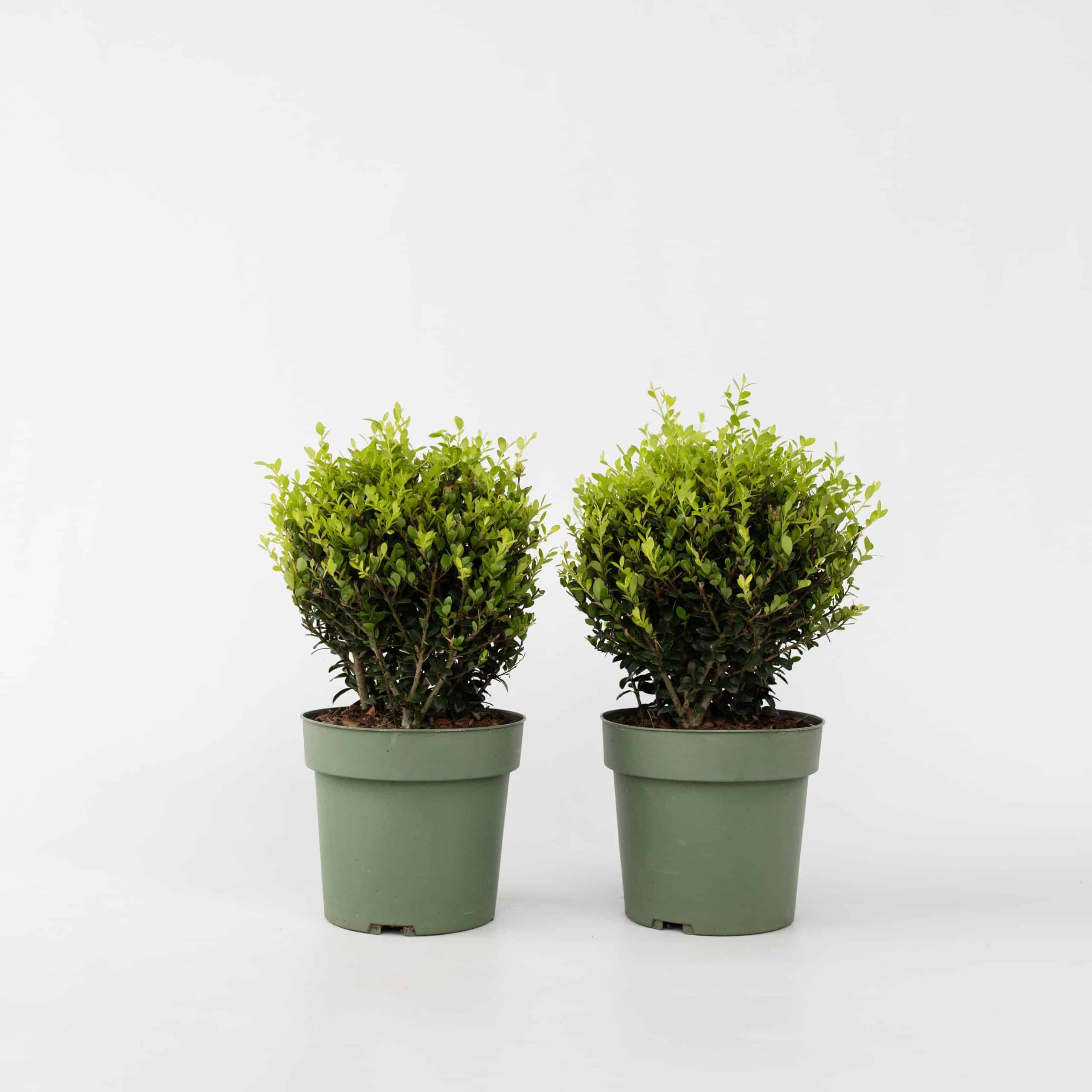 Plant in a Box - Japanische Stechpalme - 2 Stk - Ilex crenata 'Jenny' - Höhe 30-40cm - Topf 17cm