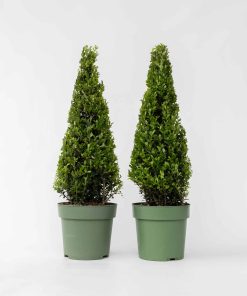 Plant in a Box - Japanische Stechpalme - 2 Stk - Ilex crenata 'Jenny' - Höhe 55-65cm - Topf 21cm