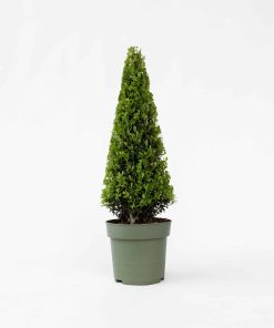 Plant in a Box - Japanische Stechpalme - Ilex crenata 'Jenny' - Höhe 55-65cm - Topf 21cm