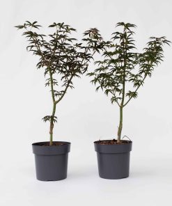 Plant in a Box - Japanischer Ahorn - 2 Stk - Acer palmatum 'Starfish' - Höhe 60-70cm - Topf 19cm
