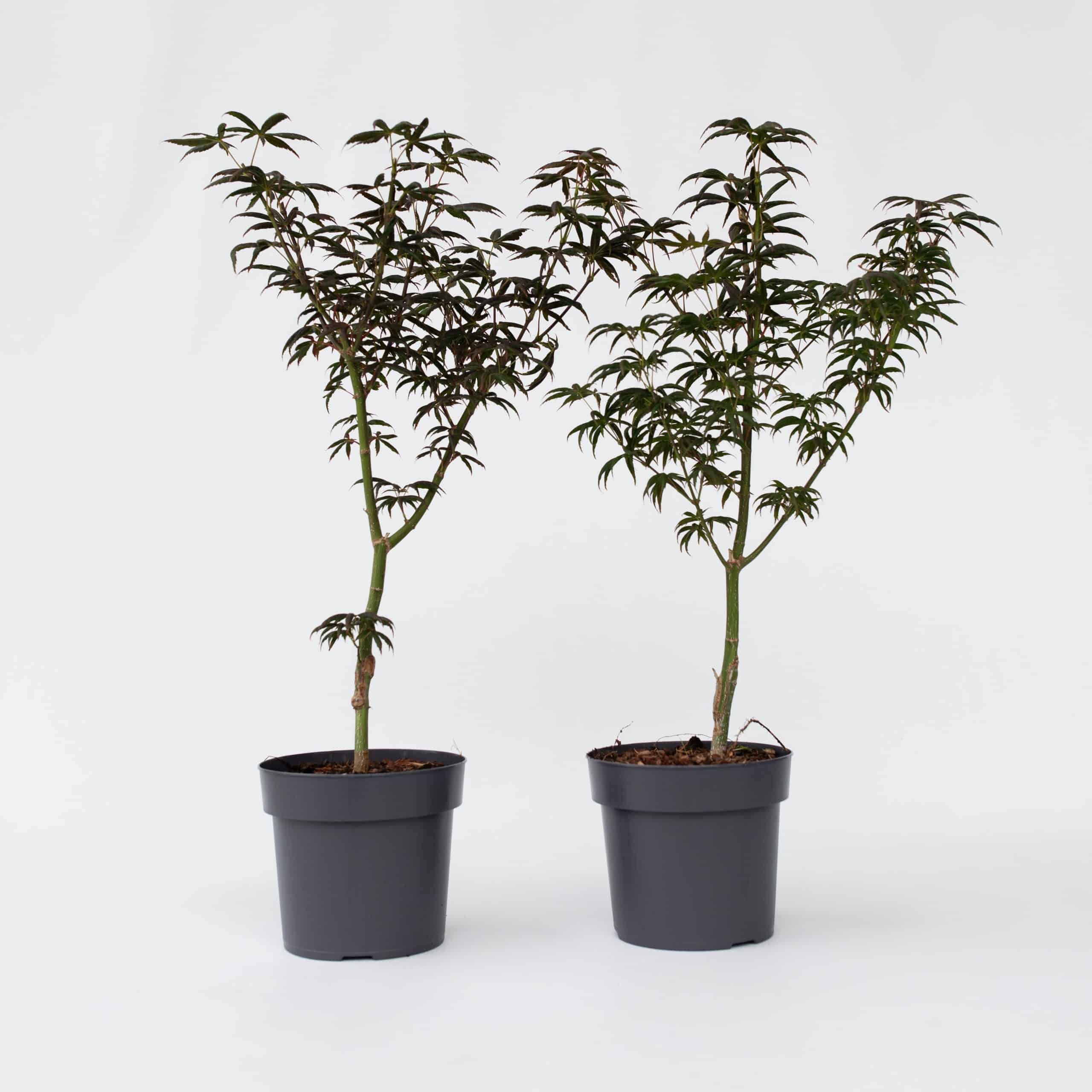 Plant in a Box - Japanischer Ahorn - 2 Stk - Acer palmatum 'Starfish' - Höhe 60-70cm - Topf 19cm