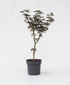 Plant in a Box - Japanischer Ahorn - Acer palmatum 'Starfish' - Höhe 60-70cm - Topf 19cm