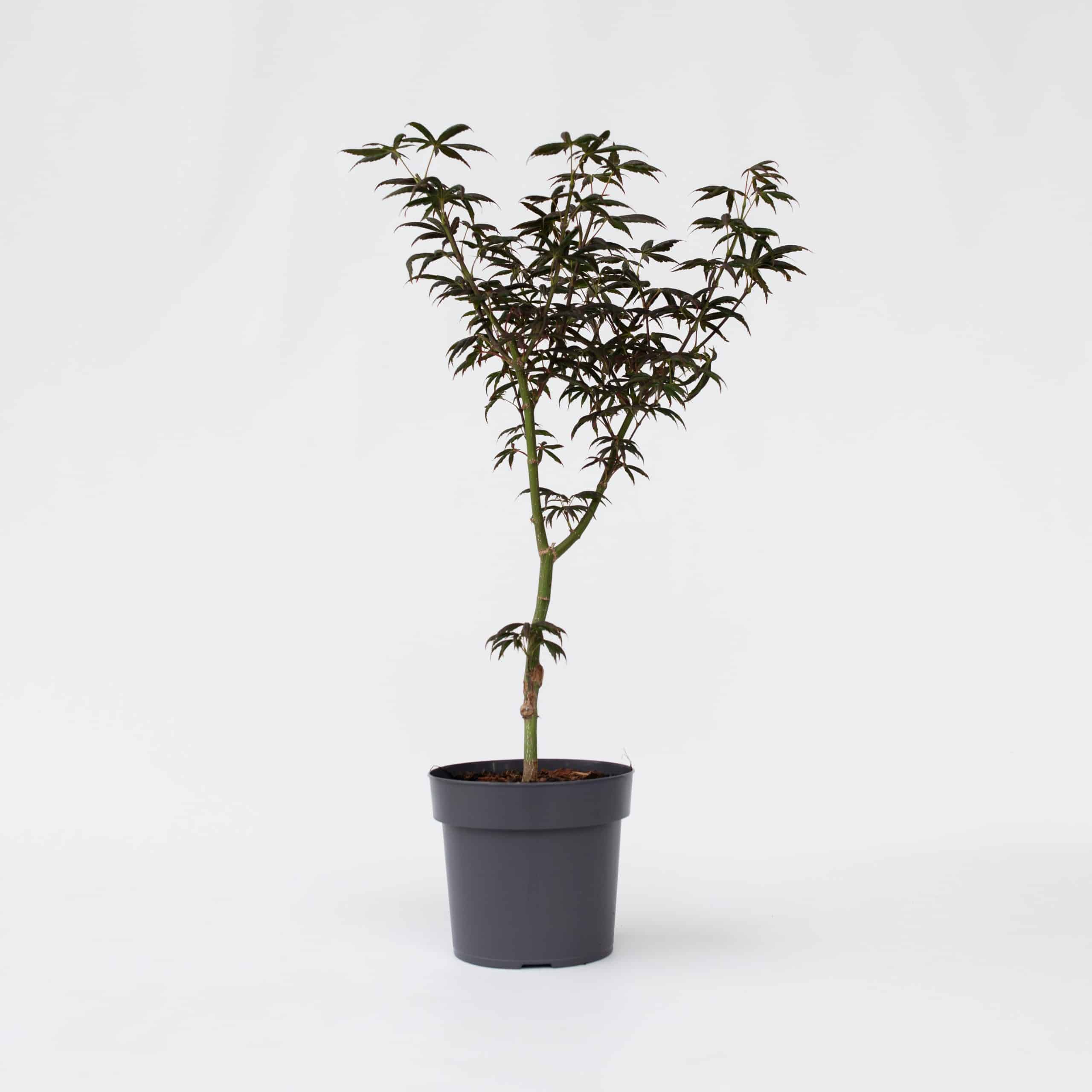 Plant in a Box - Japanischer Ahorn - Acer palmatum 'Starfish' - Höhe 60-70cm - Topf 19cm