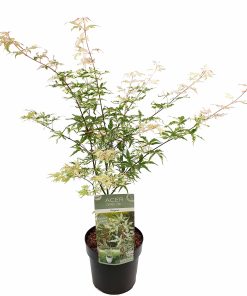 Plant in a Box - Japanischer Ahorn - Acer palmatum 'Ukigumo' - Höhe 50-60cm - Topf 19cm