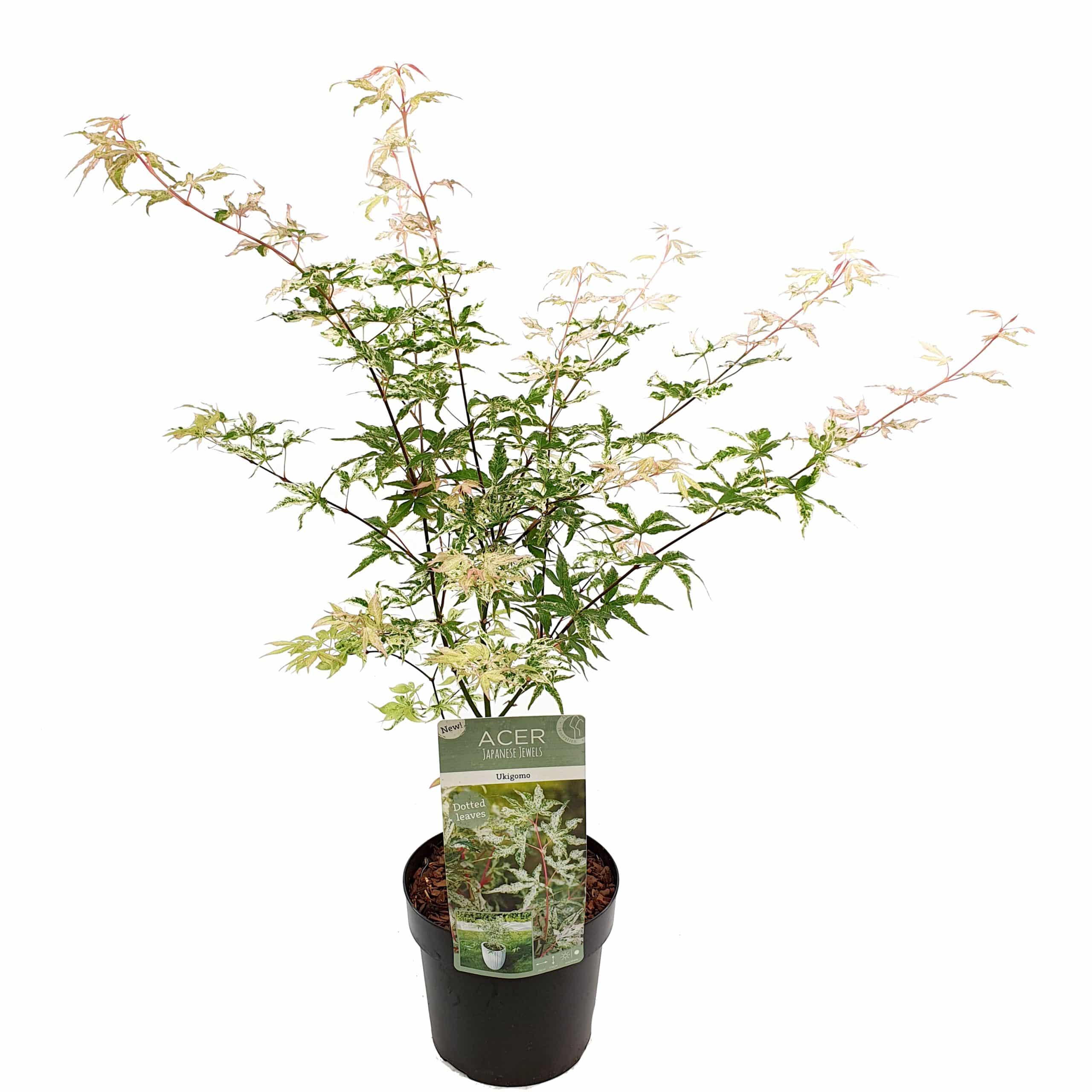 Plant in a Box - Japanischer Ahorn - Acer palmatum 'Ukigumo' - Höhe 50-60cm - Topf 19cm