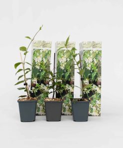 Plant in a Box - Jasmin - 6 Stk - Trachelospermum jasminoides - Höhe 25-40cm - Topf 9cm