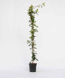 Plant in a Box - Jasmin - Trachelospermum jasminoides - Höhe 110-120cm - Topf 17cm