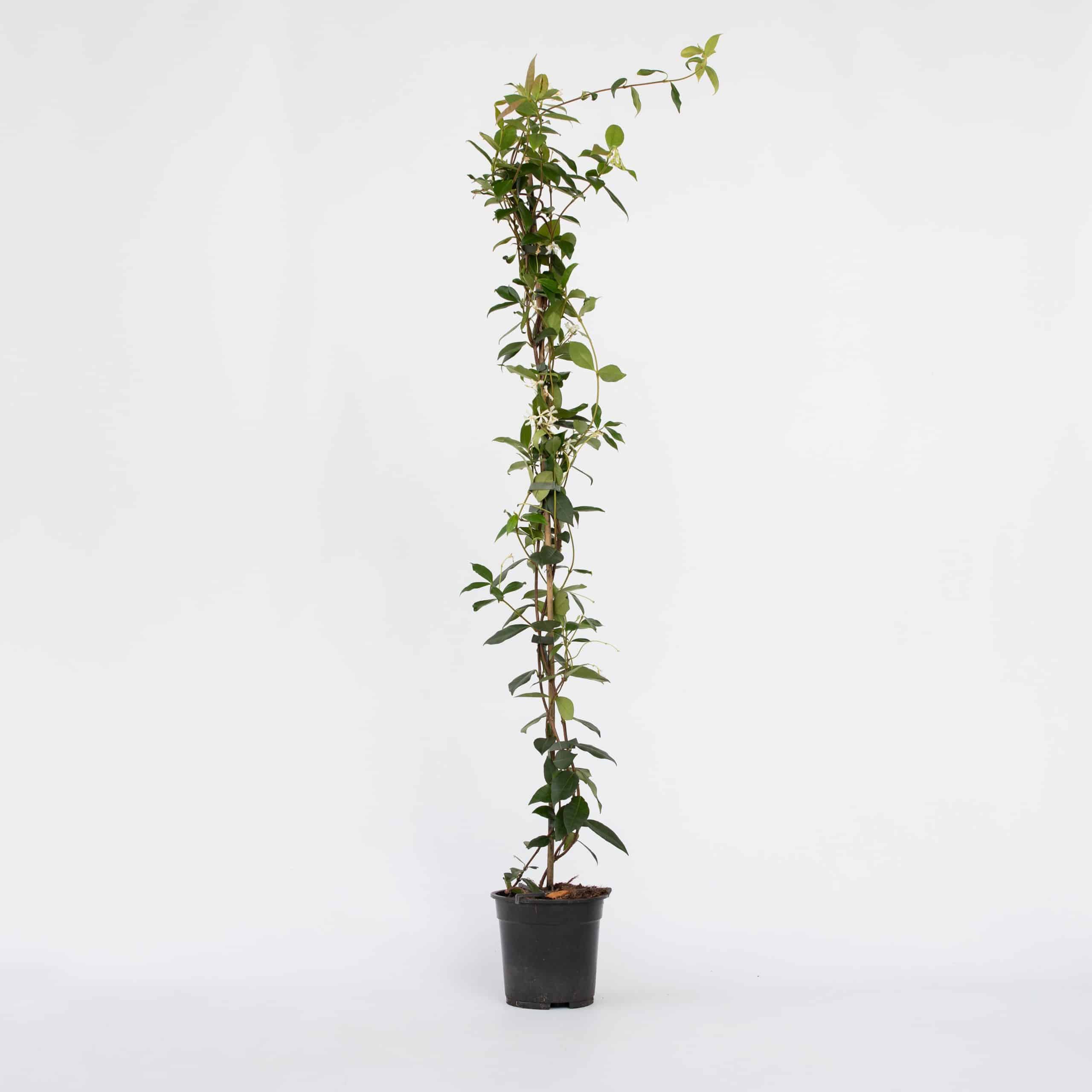 Plant in a Box - Jasmin - Trachelospermum jasminoides - Höhe 110-120cm - Topf 17cm