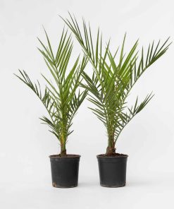Plant in a Box - Kanarische Dattelpalme - 2 Stk - Phoenix canariensis - Höhe 50-60cm - Topf 15cm