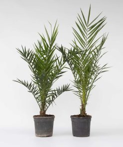 Plant in a Box - Kanarische Dattelpalme - 2 Stk - Phoenix canariensis - Höhe 80-100cm - Topf 19cm