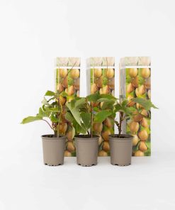 Plant in a Box - Kiwipflanze - 6 Stk - Actinidia deliciosa 'Jenny' - Höhe 20-40cm - Topf 9cm