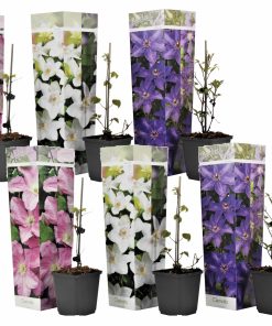 Plant in a Box - Klematis - 6 Stk - Clematis hybrid - Höhe 25-40cm - Topf 9cm