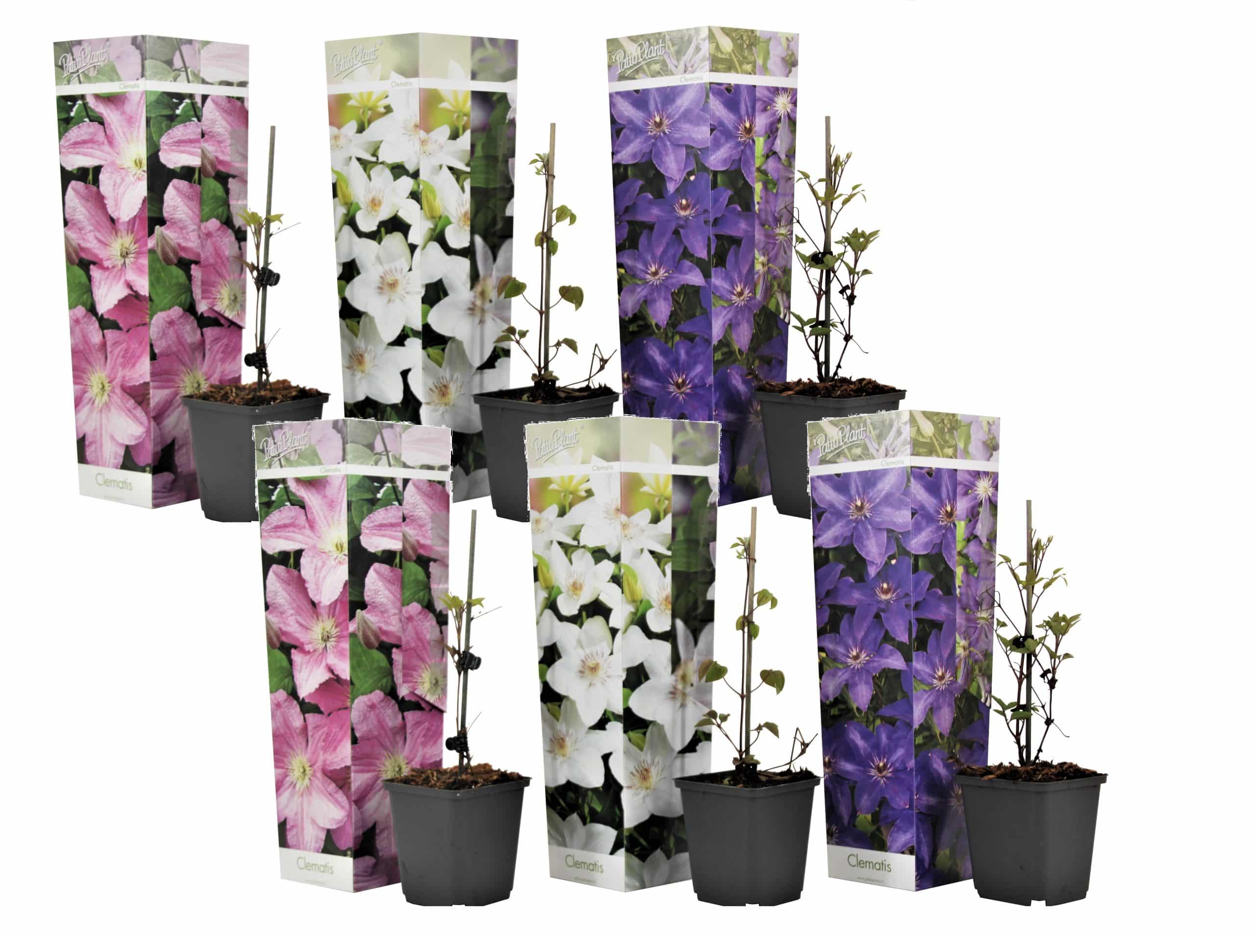 Plant in a Box - Klematis - 6 Stk - Clematis hybrid - Höhe 25-40cm - Topf 9cm