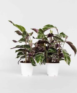 Plant in a Box - Korbmarante - 2 Stk - Calathea Lietzei 'White Fusion' - Höhe 30-40cm - Topf 14cm