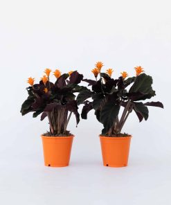 Plant in a Box - Korbmarante - 2 Stk - Calathea crocata 'Tassmania' - Höhe 40-50cm - Topf 14cm