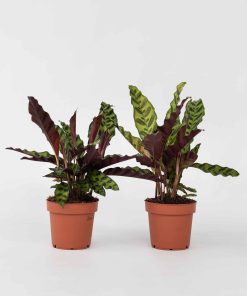 Plant in a Box - Korbmarante - 2 Stk - Goeppertia insignis - Höhe 30-40cm - Topf 12cm