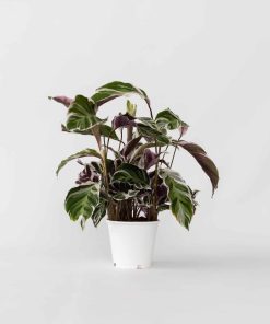 Plant in a Box - Korbmarante - Calathea Lietzei 'White Fusion' - Höhe 30-40cm - Topf 14cm